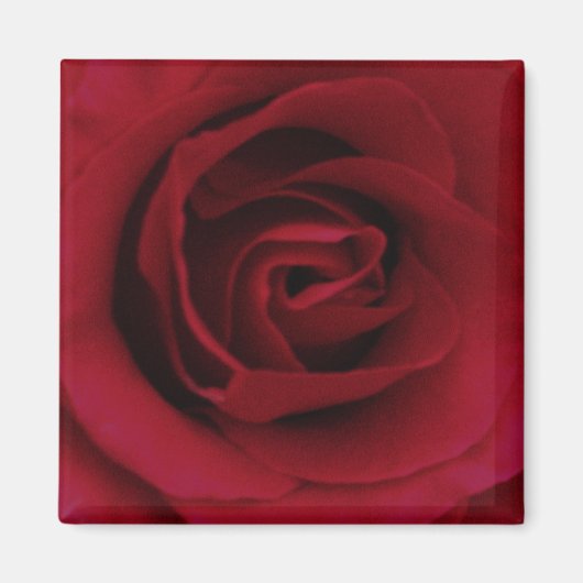 Red Rose Magnet (Voorkant)