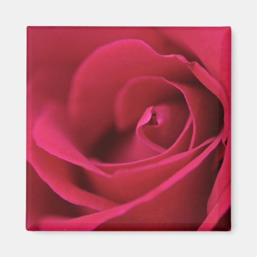 Red Rose Magnet (Voorkant)
