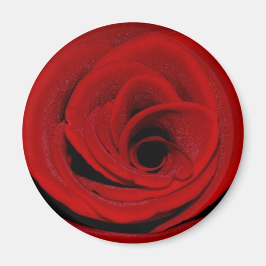 Red Rose Magnet (Voorkant)