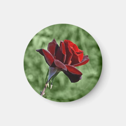 Red Rose Magnet (Voorkant)