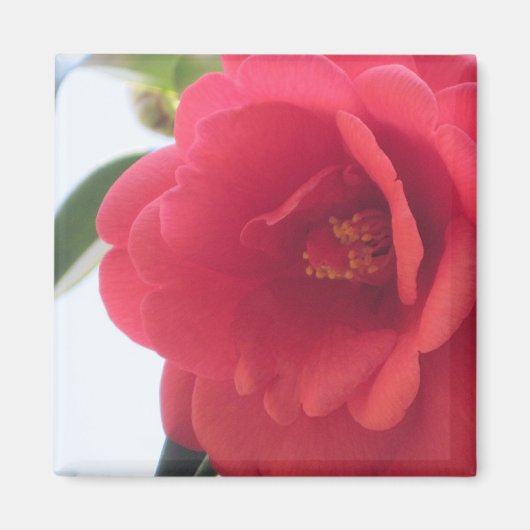 Red Rose Magnets Magneet (Voorkant)