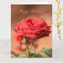 Red Rose met Bud Happy Birthday