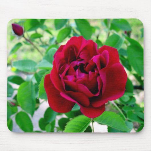Red Rose met Bud Muismat (Voorkant)