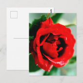 Red Rose met dauwdruppels Briefkaart (Voorkant / Achterkant)