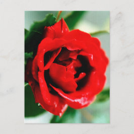 Red Rose met dauwdruppels Briefkaart
