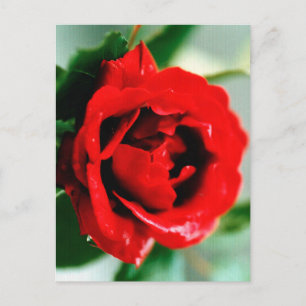 Red Rose met dauwdruppels Briefkaart
