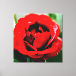 Red Rose met dauwdruppels Canvas Afdruk