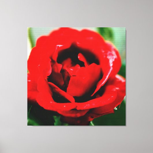 Red Rose met dauwdruppels Canvas Afdruk (Voorkant)