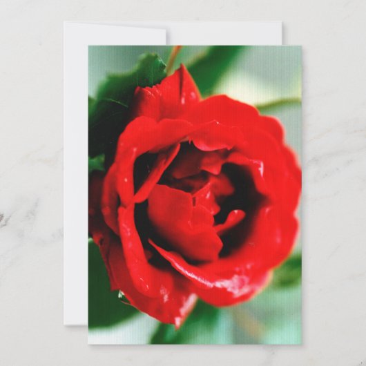 Red Rose met dauwdruppels Feestdagenkaart (Voorkant)