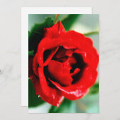 Red Rose met dauwdruppels Feestdagenkaart (Voorkant / Achterkant)