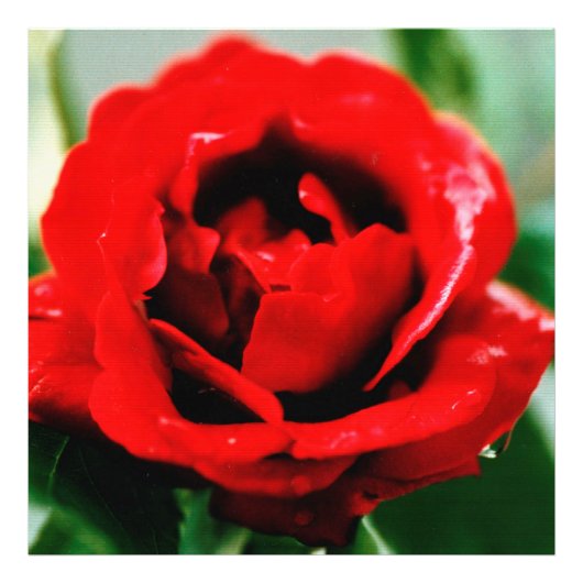 Red Rose met dauwdruppels Foto Afdruk (Voorkant)