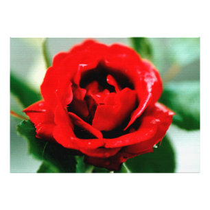 Red Rose met dauwdruppels Foto Afdruk