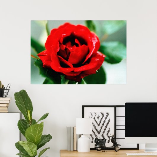 Red Rose met dauwdruppels Poster (Thuiskantoor)