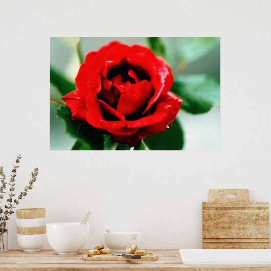 Red Rose met dauwdruppels Poster (Keuken)