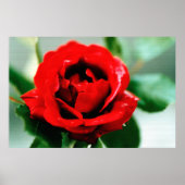 Red Rose met dauwdruppels Poster (Voorkant)