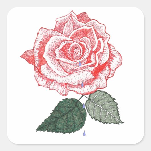 Red Rose met dauwdruppels uit petals Vierkante Sticker (Voorkant)