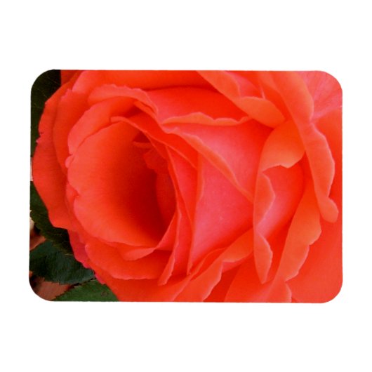 Red Rose of Summer - Magnet Magneet (Horizontaal)