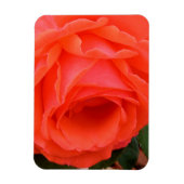Red Rose of Summer - Magnet Magneet (Verticaal)