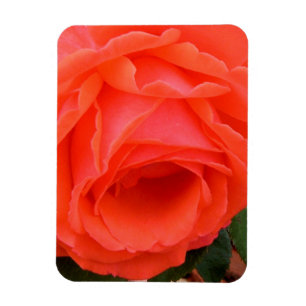 Red Rose of Summer - Magnet Magneet