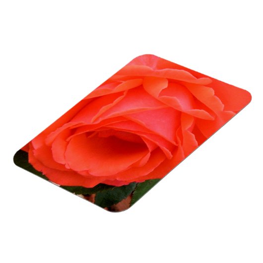 Red Rose of Summer - Magnet Magneet (Linkerzijde)