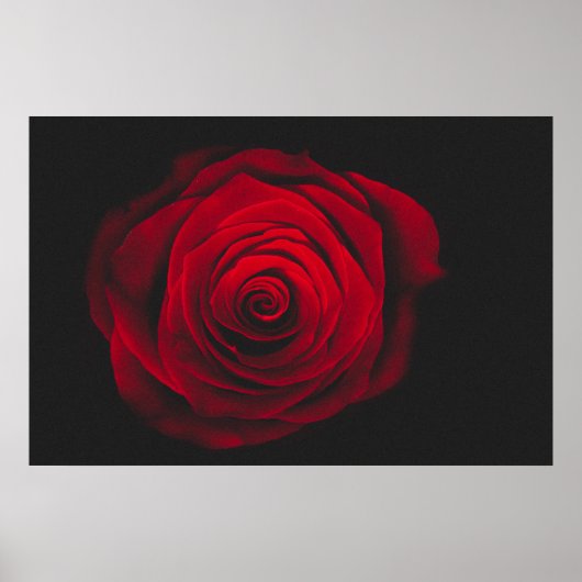 Red rose on black background vintage effect poster (Voorkant)