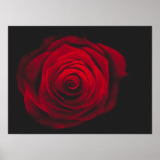 Red rose on black background vintage effect poster (Voorkant)