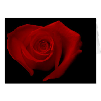 Red Rose op Black