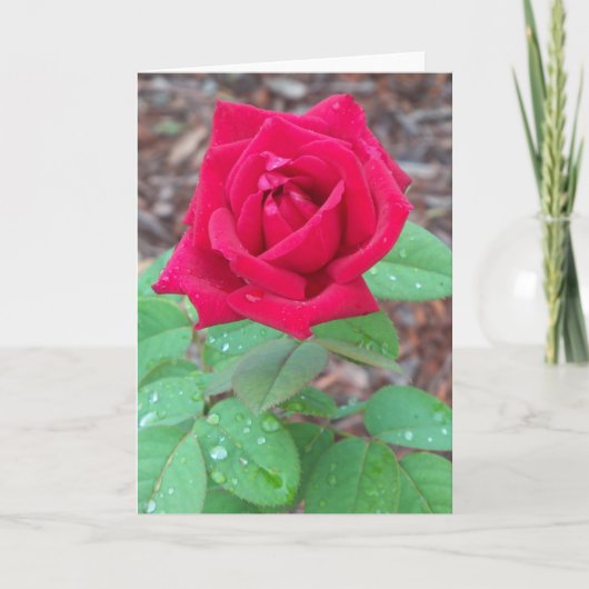 Red Rose op een blanco briefkaart (Voorkant)