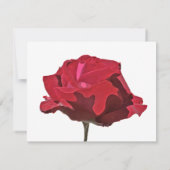 Red Rose op White Celebration of Life Kaart (Achterkant)