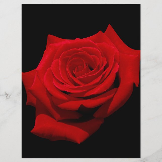 Red Rose op zwarte achtergrond (Voorkant)