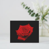 Red Rose op zwarte achtergrond Briefkaart (Staand voorkant)