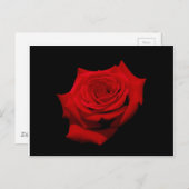 Red Rose op zwarte achtergrond Briefkaart (Voorkant / Achterkant)