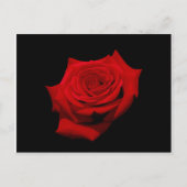 Red Rose op zwarte achtergrond Briefkaart (Voorkant)