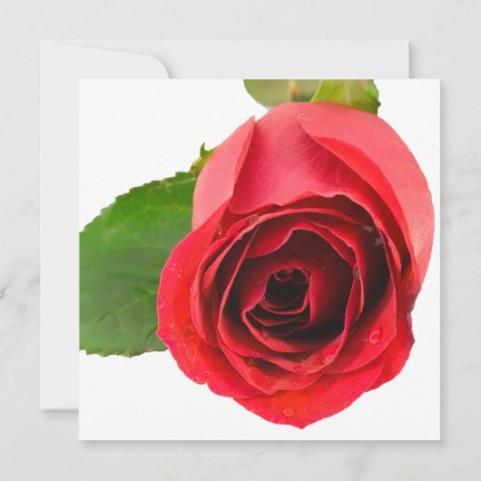 Red Rose over de uitnodiging van de Partij voor he (Achterkant)