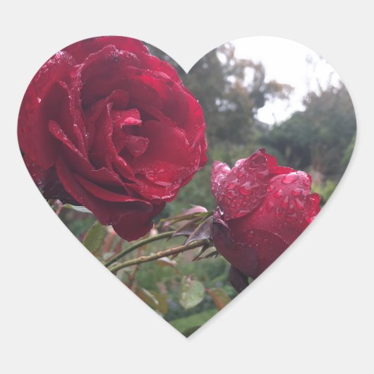 Red Rose Pair Hart Sticker (Voorkant)