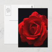 Red Rose pccnm Briefkaart (Voorkant / Achterkant)