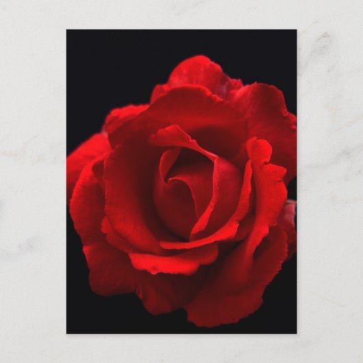 Red Rose pccnm Briefkaart (Voorkant)