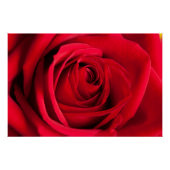 Red Rose Perfect Poster (Voorkant)
