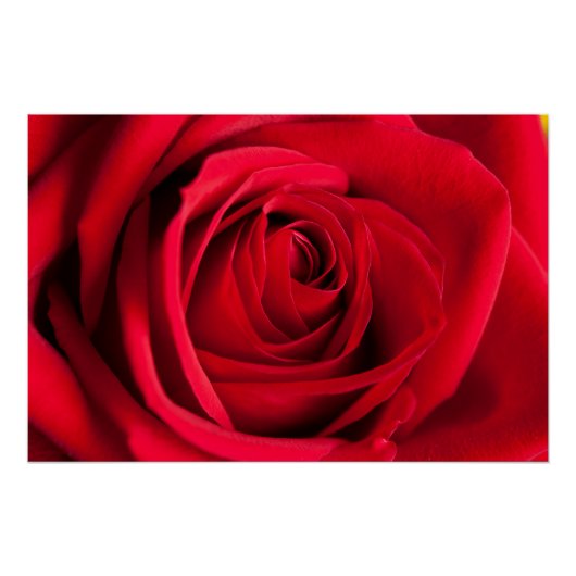 Red Rose Perfect Poster (Voorkant)