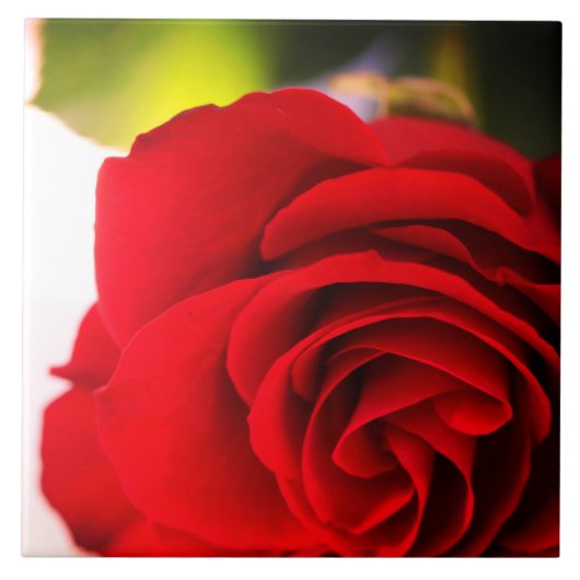 Red Rose Petals Flower Floral Tegeltje (Voorkant)
