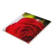 Red Rose Petals Flower Floral Tegeltje (Zijkant)