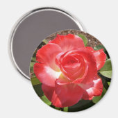 Red Rose Photo Circle Magnet (Voorkant / Achterkant)