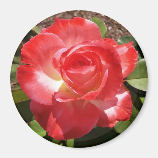 Red Rose Photo Circle Magnet (Voorkant)