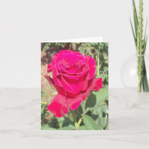 Red Rose Photo Folded Note Kaart