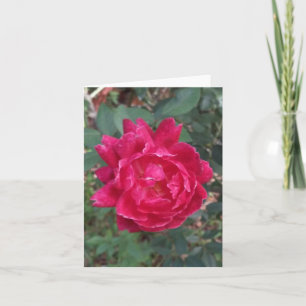 Red Rose Photo Folded Note Kaart
