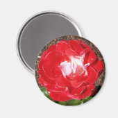 Red Rose Photo Round Magnet (Voorkant / Achterkant)