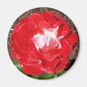 Red Rose Photo Round Magnet (Voorkant)