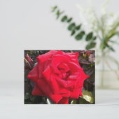 Red Rose Post Card Briefkaart (Staand voorkant)