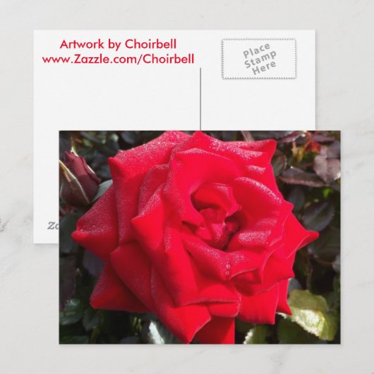 Red Rose Post Card Briefkaart (Voorkant / Achterkant)