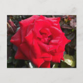 Red Rose Post Card Briefkaart (Voorkant)